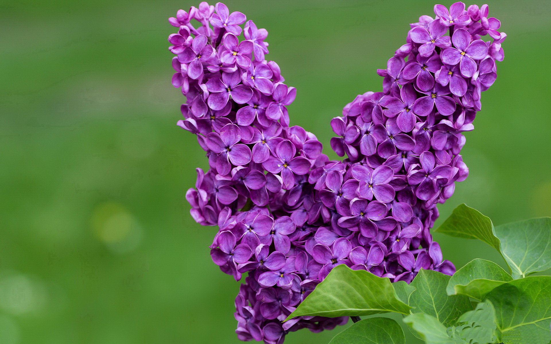 双线奇迹，戴维斯杯绝境翻盘与ATP总决赛加冕，穆雷如何点燃一个时代的赛场？