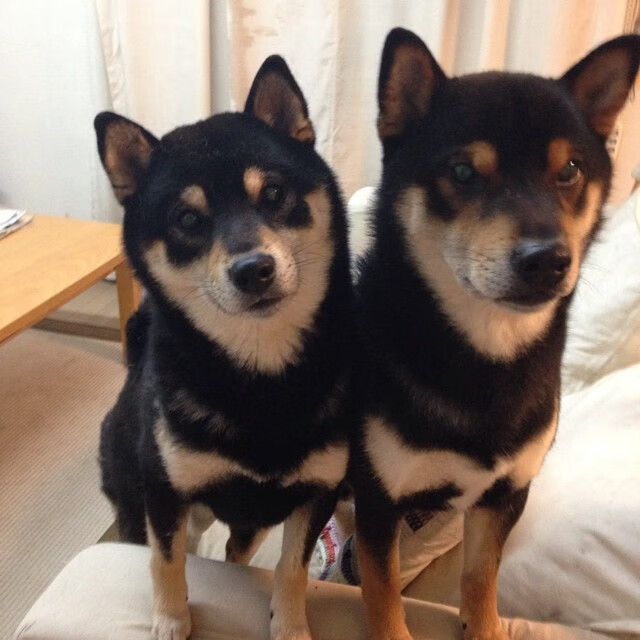 爱游戏体育-翡冷翠之夜，阿莱格里的复调叙事与哈弗茨的德国焰火