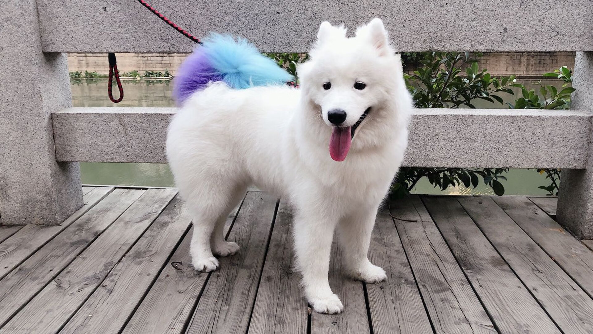 澳网何以完胜美网？梅德韦杰夫的高光表现揭开网球赛事新篇章