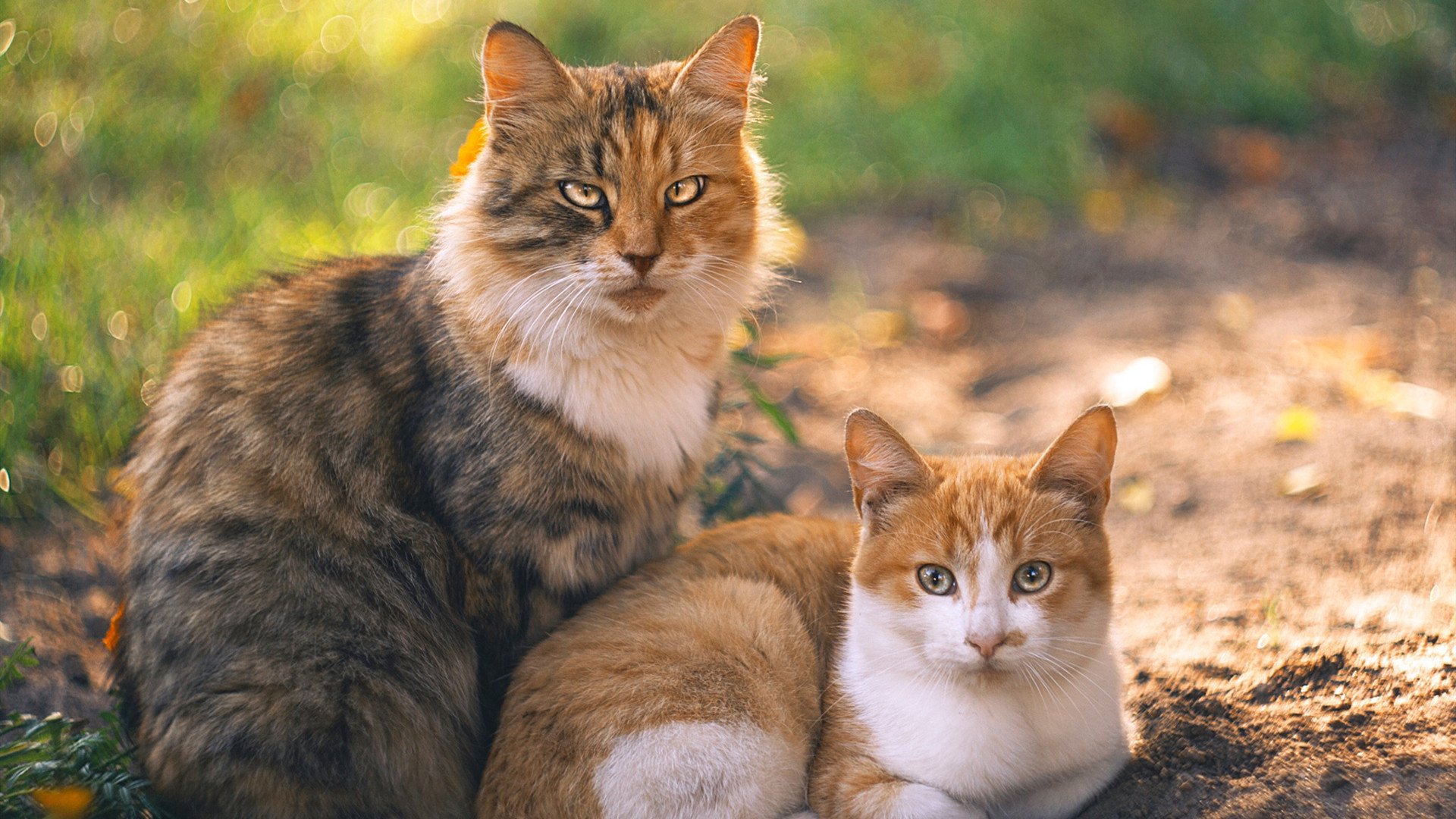 F1引擎轰鸣之夜,布伦森奏响团队胜利双重奏