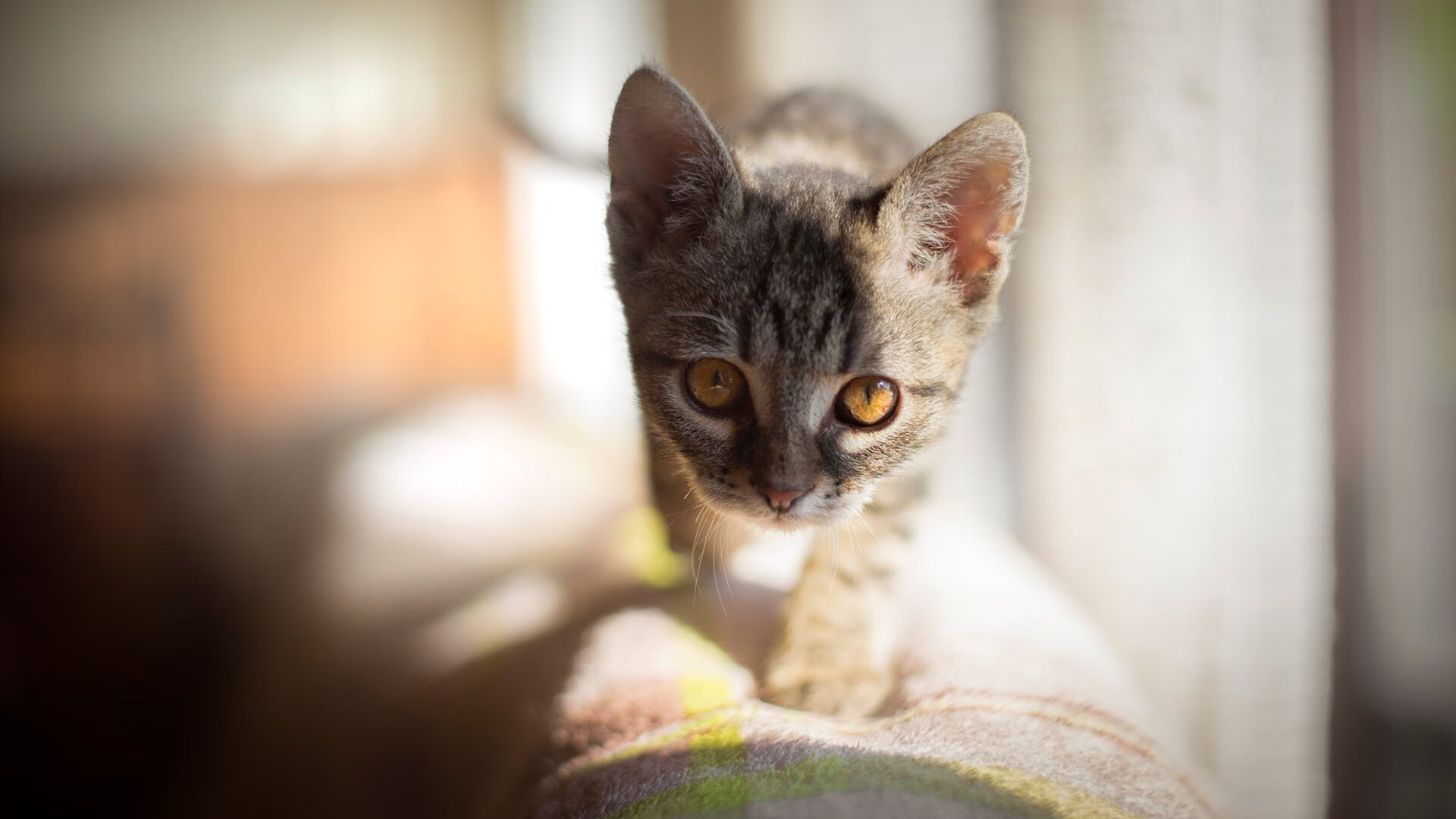 水与火的交织,萨内用一脚撕裂殖民记忆的弧线