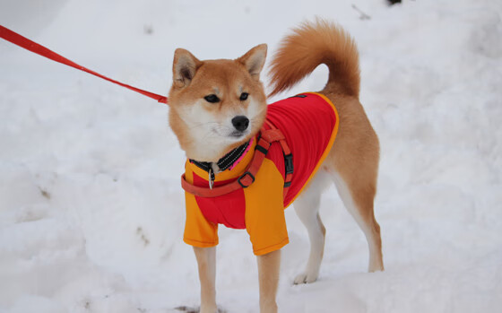 东决之夜，拉梅洛的闪电如何撕裂钢铁壁垒？