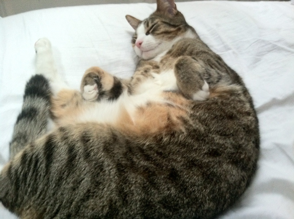 无解进攻击穿费城防线，班凯罗狂暴输出，黄蜂淬火重生击败东部豪强