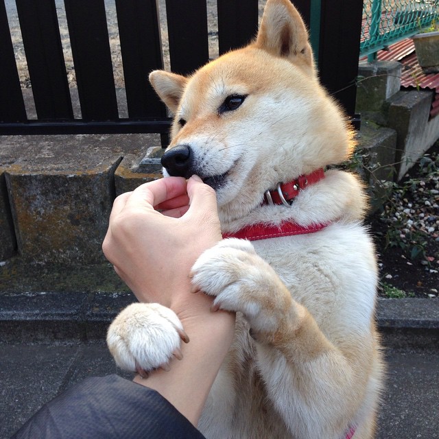 哈登超频运转，爵士惊涛骇浪中抢出胜利，上海队只差一步到罗马