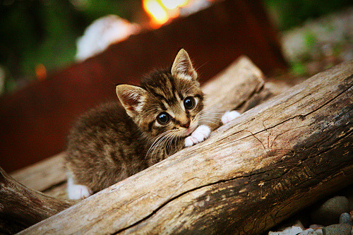 爱游戏APP-双城记，德甲争冠战的硝烟与浙江队的雷霆一击