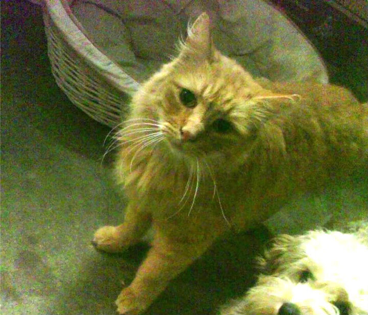 北欧风暴席卷莱比锡,当哈兰德在红牛体系下稳定输出不掉线