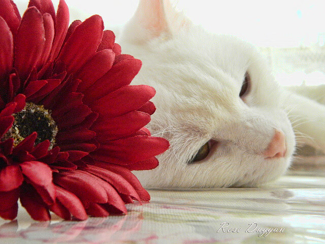 爱游戏官方入口-双城记，从都灵锋线到丹佛矿区—当意甲焦点战遇见掘金制霸广东队