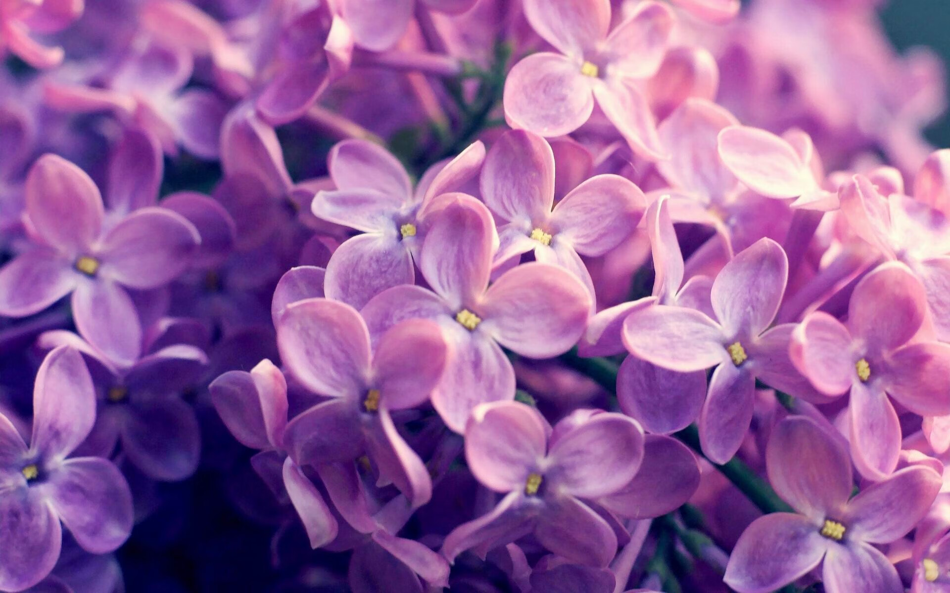 足球的智慧与篮球的暴力美学，欧冠半决赛的战术博弈与掘金碾压雄鹿的启示