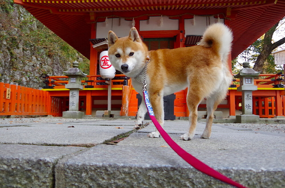 F1之夜戈贝尔的慢速杀伤，当极速轰鸣遇见篮球搏杀