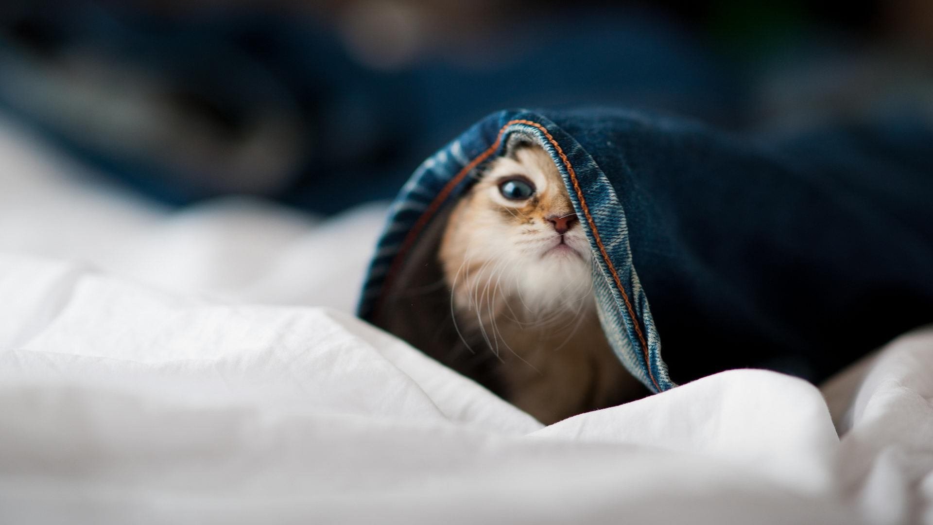 团队巨轮与闪电飞矛，NBA总决赛的欧陆纪律对阵海岛天赋