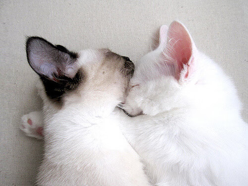 东方武士踏平文艺复兴之城，特奥，今夜的关键先生