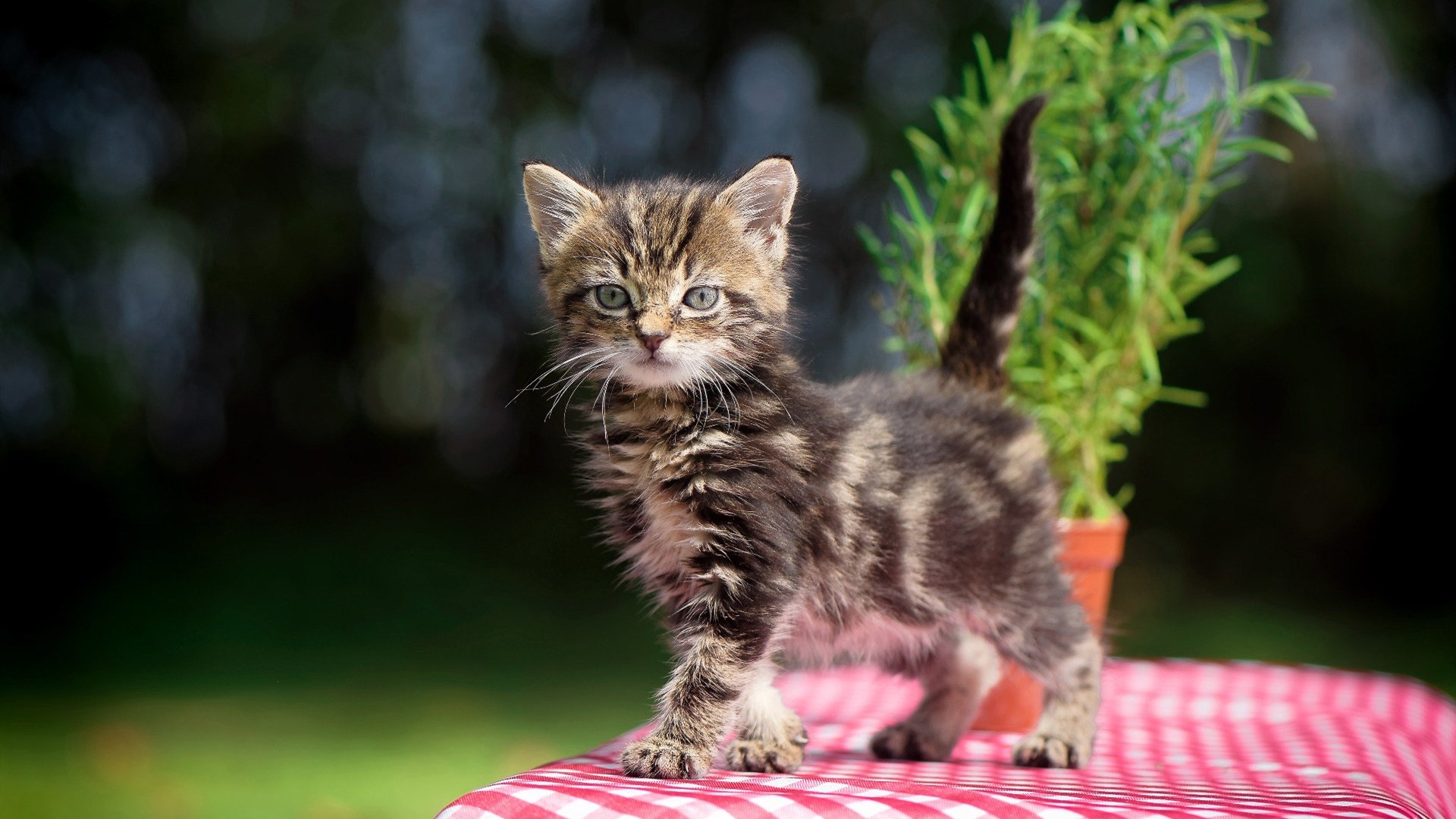 绿茵与硬木的共鸣，德甲争冠焦点战与太阳湖人鏖战的激情交响