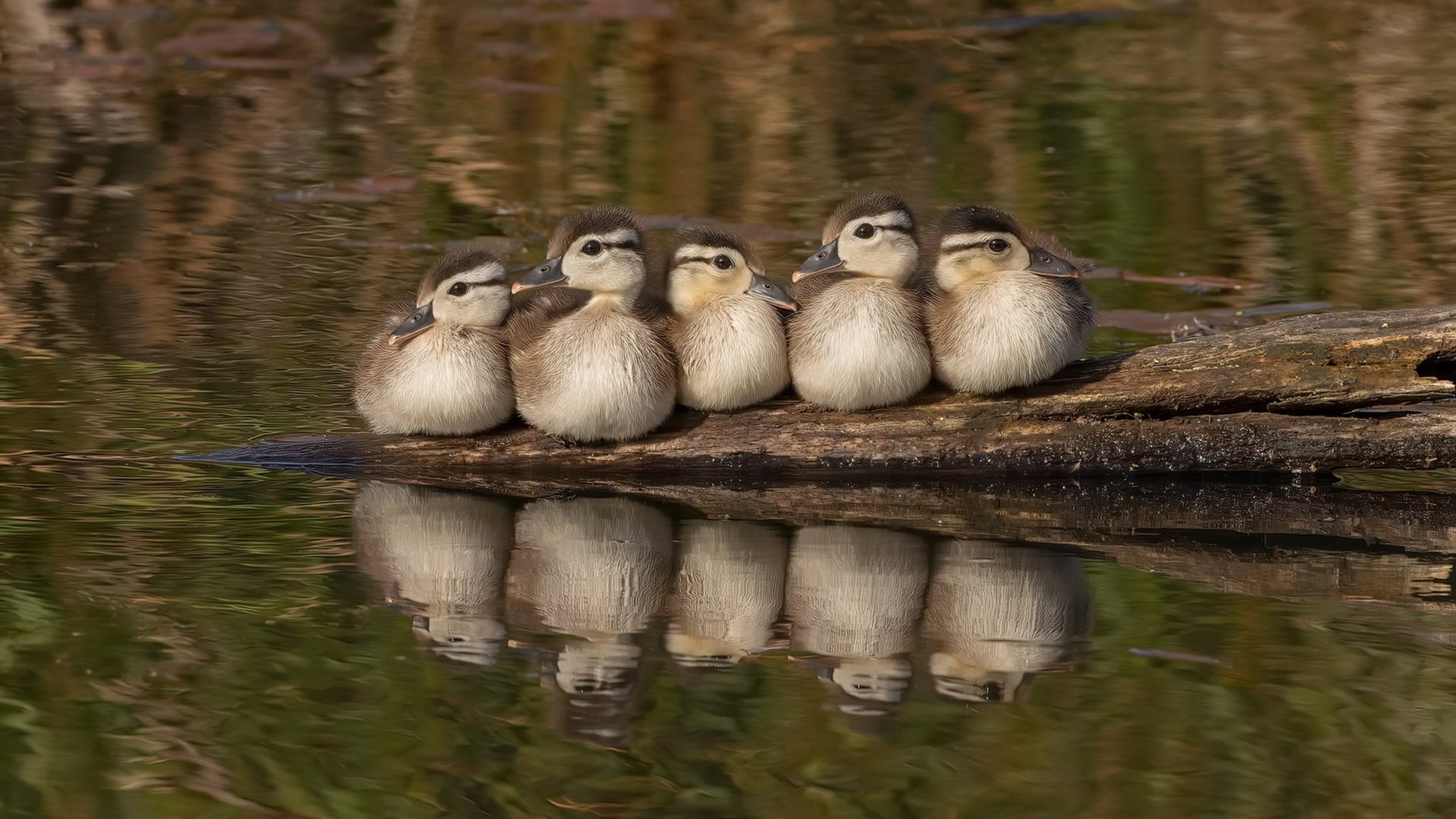 北国列车碾过雄鹿角，武切维奇钢铁连击铸就唯一分水岭