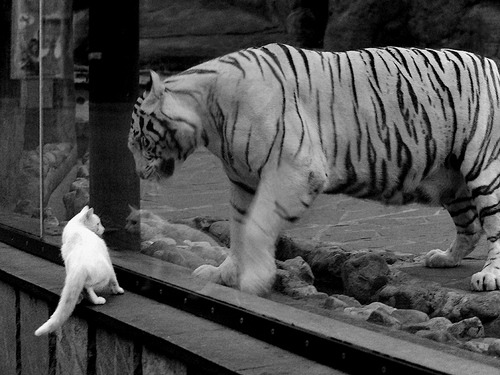 绿茵场与硬木地板，稳定性的两处极端证明