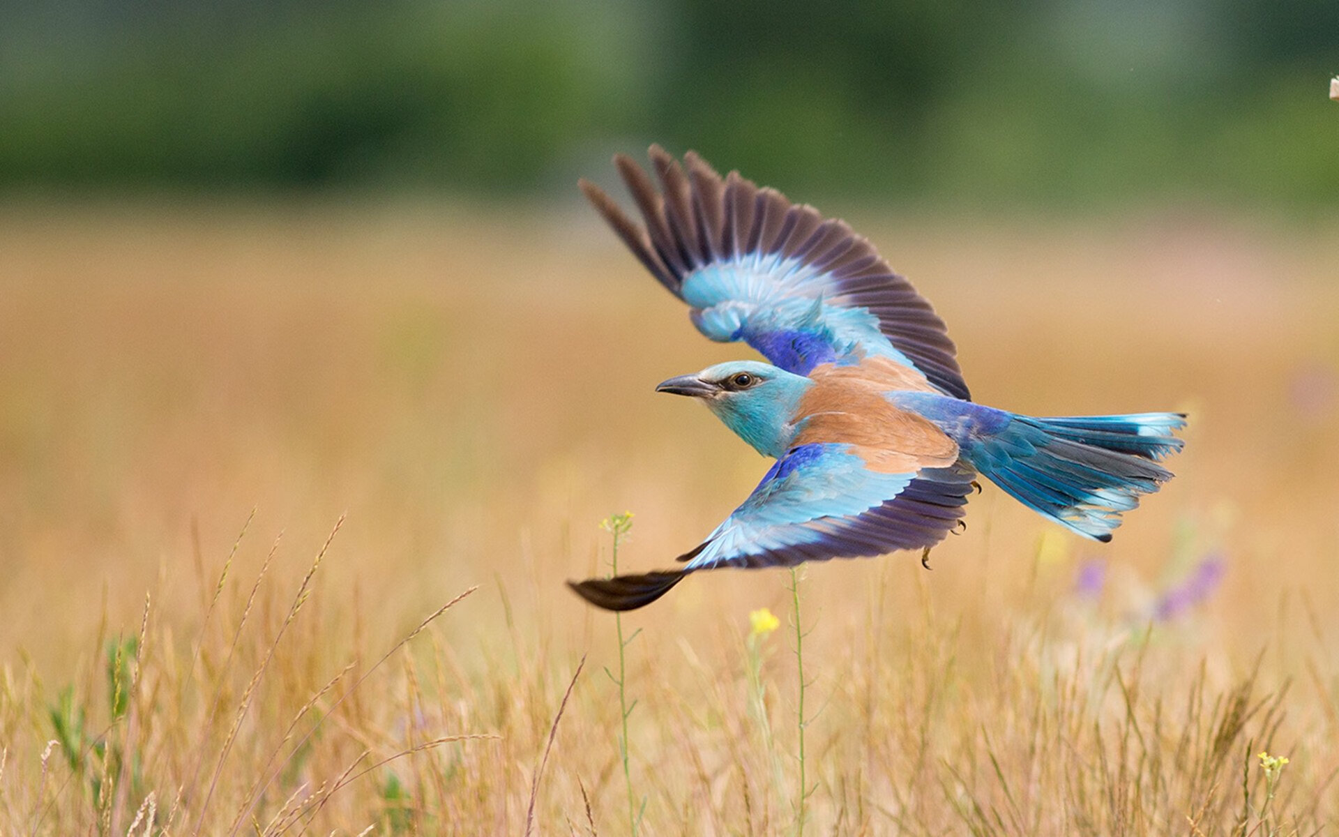 0.3秒,他从风中抽出一把冰刀