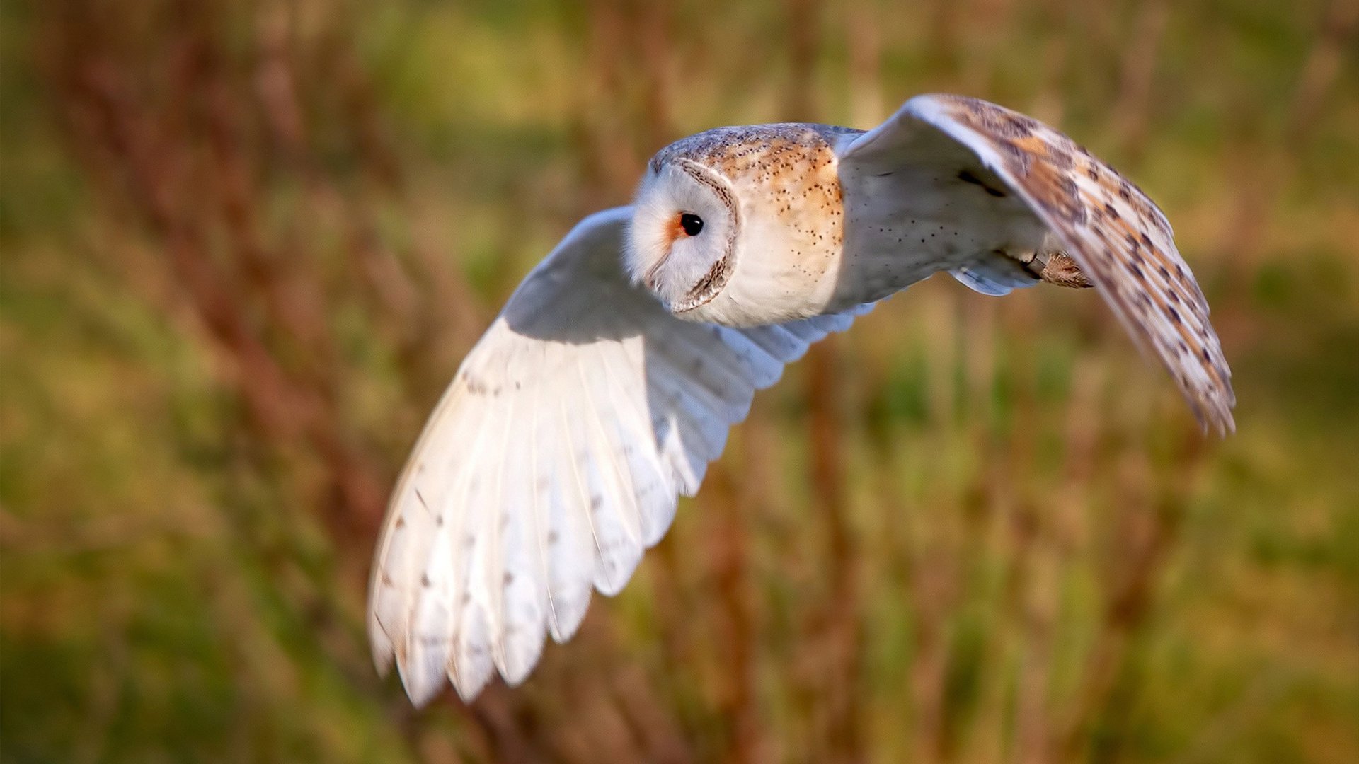 0.3秒,他从风中抽出一把冰刀