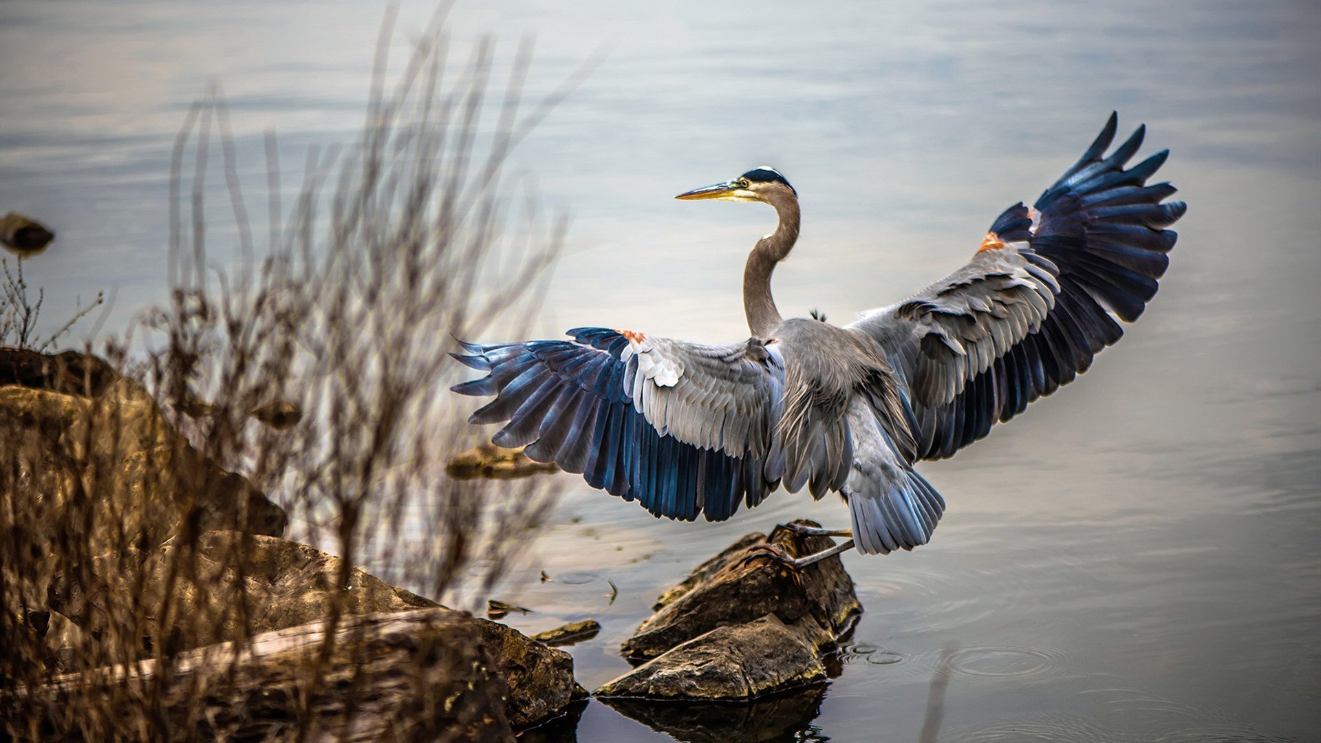 丛林法则颠覆冰球神话，托尼惊艳四座助马里历史性战胜加拿大