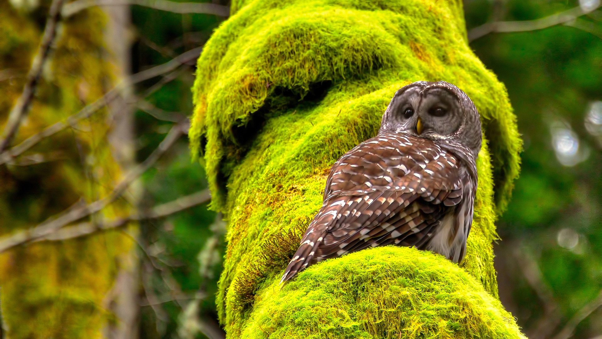 双线制霸，凯尔特人团队压制热火，米切尔国际赛场独舞接管比赛