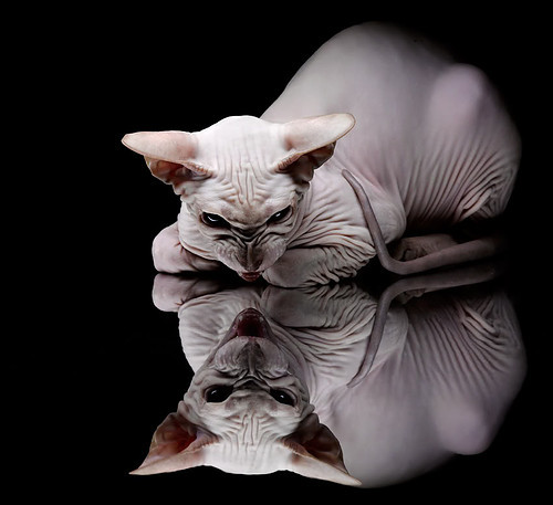 绝境狂舞,巴拉圭加时奇迹撕裂多特蒙德,布鲁诺的北美登神长夜