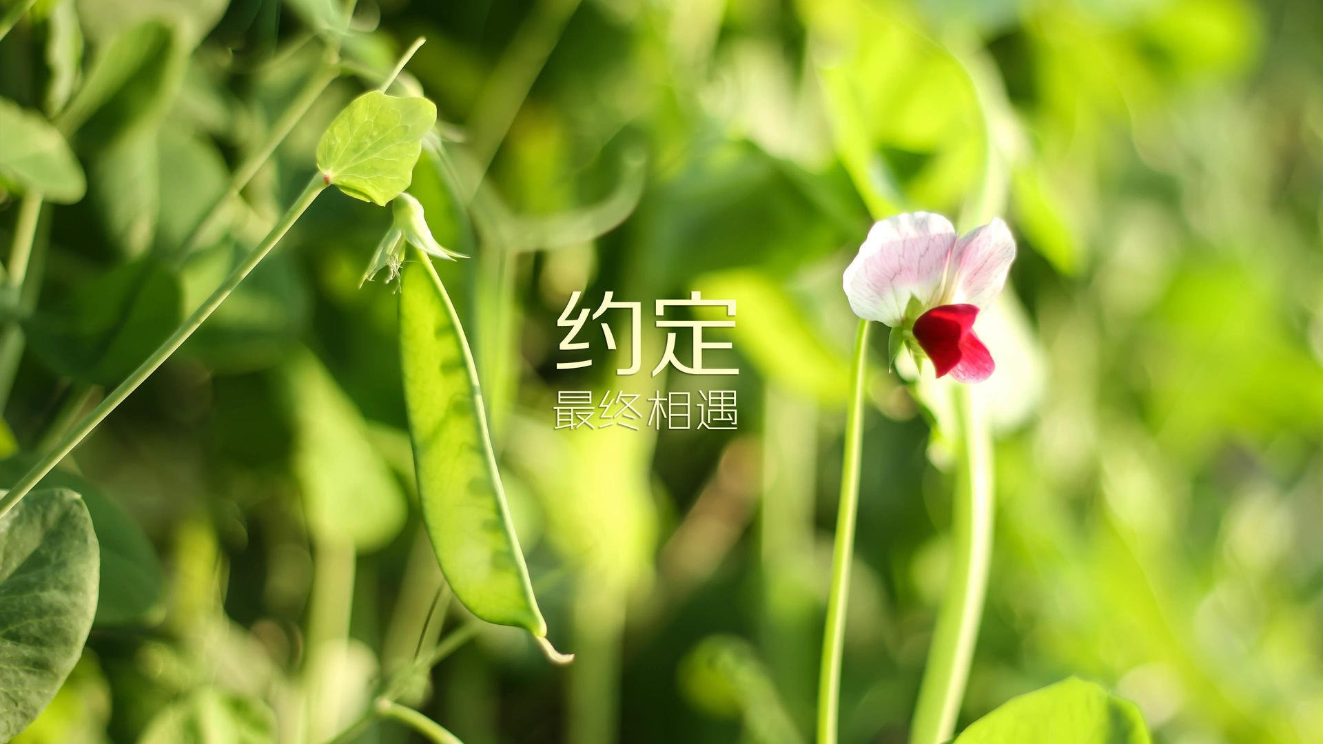 爱游戏tv-唯一之战，当哈基米用铁血防守书写世界杯争冠战的北美新章
